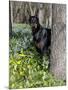 Black Doberman Peering from Behind Tree-Lynn M^ Stone-Mounted Photographic Print