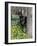 Black Doberman Peering from Behind Tree-Lynn M^ Stone-Framed Photographic Print