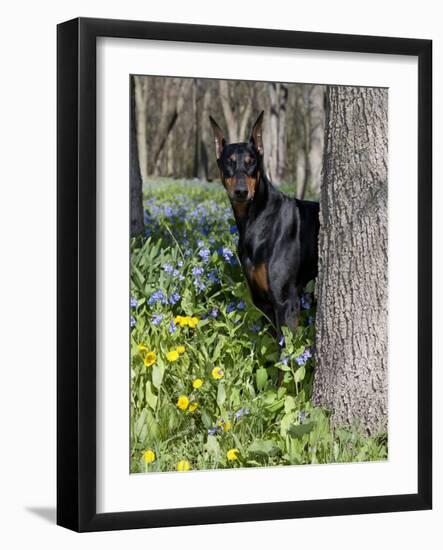 Black Doberman Peering from Behind Tree-Lynn M^ Stone-Framed Photographic Print