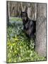 Black Doberman Peering from Behind Tree-Lynn M^ Stone-Mounted Photographic Print