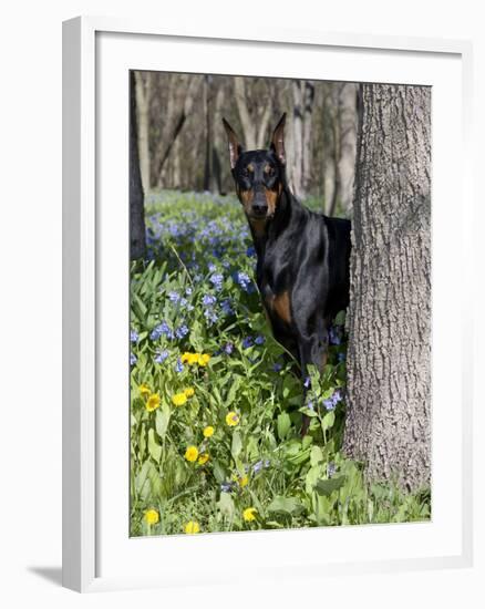 Black Doberman Peering from Behind Tree-Lynn M^ Stone-Framed Photographic Print