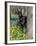 Black Doberman Peering from Behind Tree-Lynn M^ Stone-Framed Photographic Print