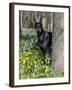 Black Doberman Peering from Behind Tree-Lynn M^ Stone-Framed Photographic Print