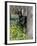 Black Doberman Peering from Behind Tree-Lynn M^ Stone-Framed Photographic Print