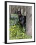 Black Doberman Peering from Behind Tree-Lynn M^ Stone-Framed Photographic Print