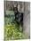 Black Doberman Peering from Behind Tree-Lynn M^ Stone-Mounted Photographic Print