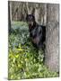 Black Doberman Peering from Behind Tree-Lynn M^ Stone-Mounted Photographic Print