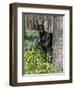 Black Doberman Peering from Behind Tree-Lynn M^ Stone-Framed Photographic Print