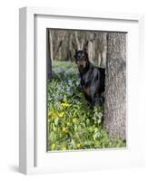 Black Doberman Peering from Behind Tree-Lynn M^ Stone-Framed Photographic Print