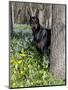 Black Doberman Peering from Behind Tree-Lynn M^ Stone-Mounted Photographic Print