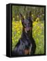 Black Doberman, Portrait-Lynn M^ Stone-Framed Stretched Canvas