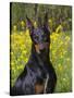 Black Doberman, Portrait-Lynn M^ Stone-Stretched Canvas