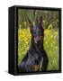 Black Doberman, Portrait-Lynn M^ Stone-Framed Stretched Canvas