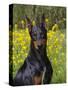 Black Doberman, Portrait-Lynn M^ Stone-Stretched Canvas