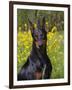 Black Doberman, Portrait-Lynn M^ Stone-Framed Photographic Print