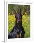 Black Doberman, Portrait-Lynn M^ Stone-Framed Photographic Print