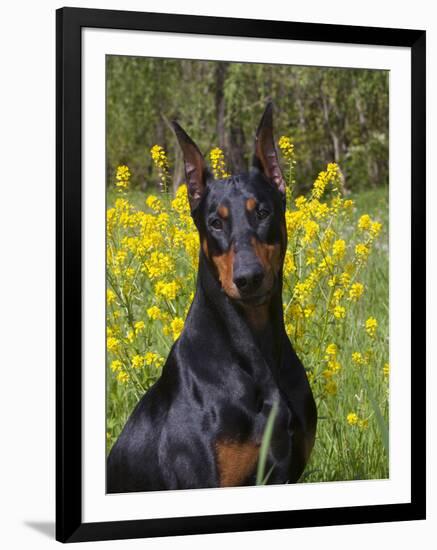 Black Doberman, Portrait-Lynn M^ Stone-Framed Photographic Print