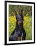 Black Doberman, Portrait-Lynn M^ Stone-Framed Photographic Print