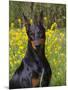 Black Doberman, Portrait-Lynn M^ Stone-Mounted Photographic Print