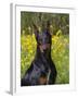 Black Doberman, Portrait-Lynn M^ Stone-Framed Photographic Print