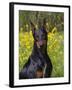 Black Doberman, Portrait-Lynn M^ Stone-Framed Photographic Print