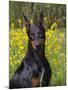 Black Doberman, Portrait-Lynn M^ Stone-Mounted Photographic Print