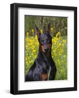 Black Doberman, Portrait-Lynn M^ Stone-Framed Photographic Print