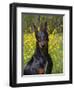 Black Doberman, Portrait-Lynn M^ Stone-Framed Photographic Print