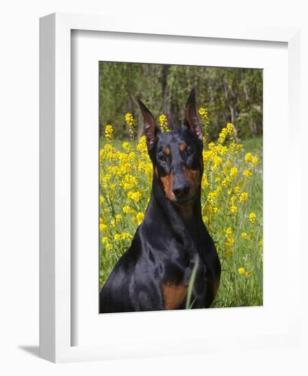 Black Doberman, Portrait-Lynn M^ Stone-Framed Photographic Print