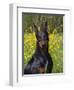 Black Doberman, Portrait-Lynn M^ Stone-Framed Photographic Print