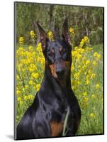 Black Doberman, Portrait-Lynn M^ Stone-Mounted Photographic Print