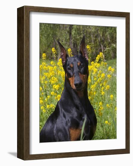 Black Doberman, Portrait-Lynn M^ Stone-Framed Photographic Print