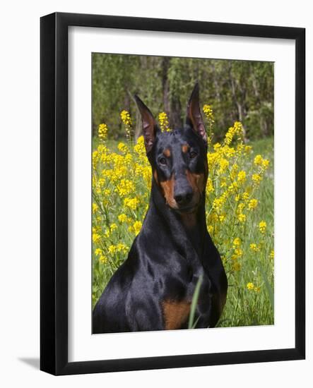 Black Doberman, Portrait-Lynn M^ Stone-Framed Photographic Print