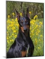 Black Doberman, Portrait-Lynn M^ Stone-Mounted Photographic Print