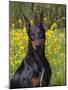 Black Doberman, Portrait-Lynn M^ Stone-Mounted Photographic Print