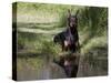 Black Doberman with Reflection-Lynn M^ Stone-Stretched Canvas