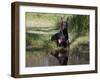 Black Doberman with Reflection-Lynn M^ Stone-Framed Photographic Print
