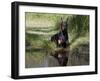 Black Doberman with Reflection-Lynn M^ Stone-Framed Photographic Print