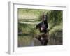 Black Doberman with Reflection-Lynn M^ Stone-Framed Photographic Print