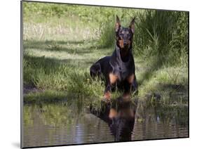 Black Doberman with Reflection-Lynn M^ Stone-Mounted Photographic Print