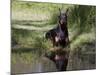 Black Doberman with Reflection-Lynn M^ Stone-Mounted Photographic Print