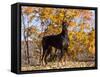 Black Doberman-Lynn M^ Stone-Framed Stretched Canvas