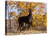 Black Doberman-Lynn M^ Stone-Stretched Canvas