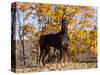 Black Doberman-Lynn M^ Stone-Stretched Canvas