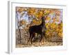 Black Doberman-Lynn M^ Stone-Framed Photographic Print