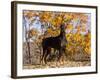 Black Doberman-Lynn M^ Stone-Framed Photographic Print