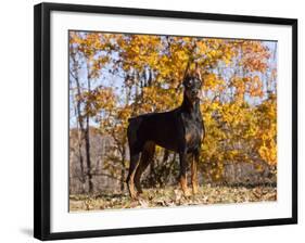 Black Doberman-Lynn M^ Stone-Framed Photographic Print