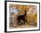 Black Doberman-Lynn M^ Stone-Framed Photographic Print