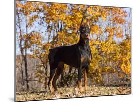 Black Doberman-Lynn M^ Stone-Mounted Photographic Print