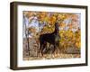 Black Doberman-Lynn M^ Stone-Framed Photographic Print